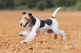 FOX TERRIER 295